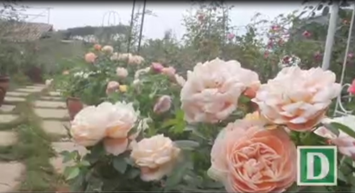 Cô gái 9x sở hữu vườn hoa hồng trị giá 5 tỷ đồng