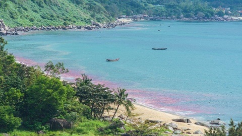 Vệt nước đỏ trên biển Đà Nẵng là trứng ruốc