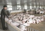 Thạc sỹ lương ngàn USD bỏ về quê nuôi lợn