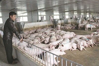 Thạc sỹ lương ngàn USD bỏ về quê nuôi lợn