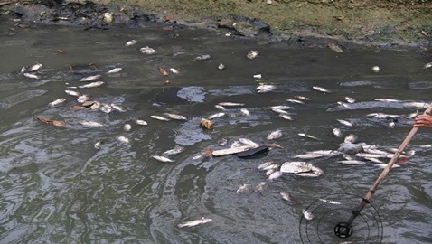 Cá chết nổi trắng kênh ở Đà Nẵng