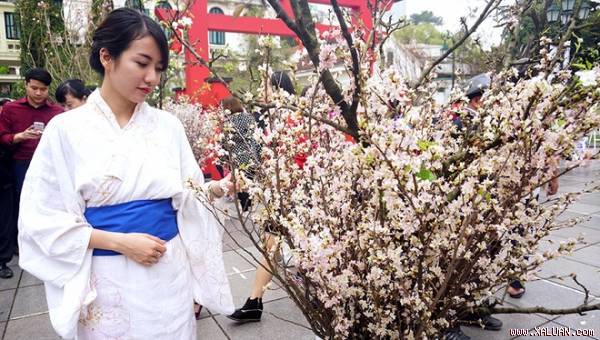 Dọc đường Bờ Hồ sẽ tràn ngập hoa Anh Đào