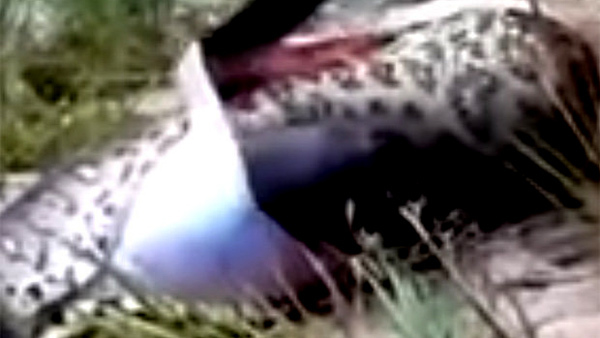 Rắn anaconda khổng lồ chết thảm vì nuốt chửng đồng loại