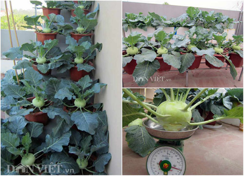 Mẹ Hà thành tiết lộ cách trồng 