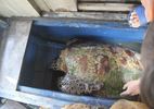 Bắt được rùa biển 50kg hoa văn lạ mắt