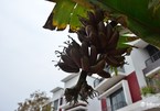 Chiêm ngưỡng cây chuối ra quả màu tím “độc nhất vô nhị” ở Hà Nội