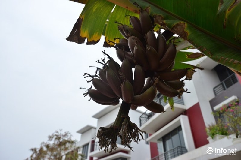 Chiêm ngưỡng cây chuối ra quả màu tím “độc nhất vô nhị” ở Hà Nội