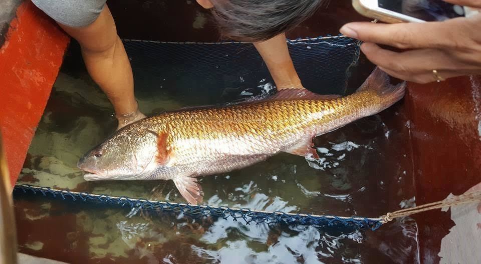Nghệ An: Bắt được cá nặng 8kg, nghi sủ vàng quý hiếm