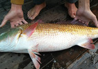 Ngư dân bắt được cá 8kg nghi sủ vàng quý hiếm