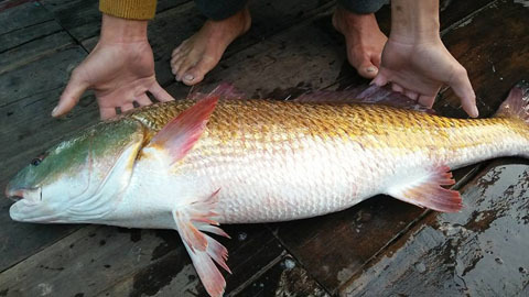 Ngư dân bắt được cá 8kg nghi sủ vàng quý hiếm