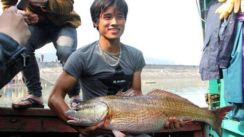 Cá sủ vàng 8kg ở Nghệ An, 900 triệu chưa bán