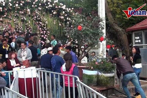 BTC bổ sung gần 100 gốc hồng cho lễ hội hoa