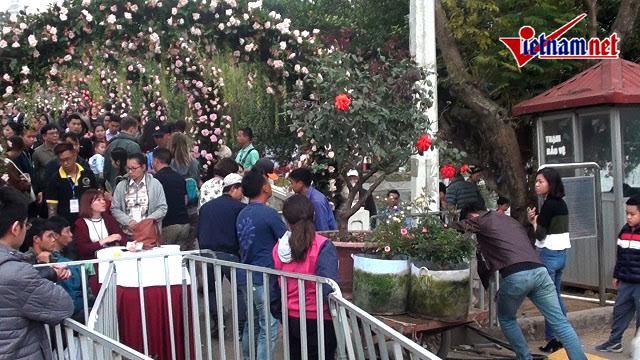 BTC bổ sung gần 100 gốc hồng cho lễ hội hoa
