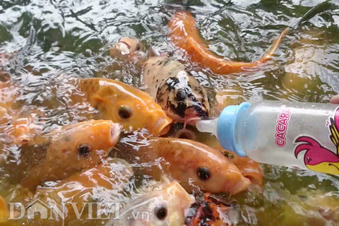 Kỳ thú hàng ngàn con cá chép tranh nhau... bú bình sữa trẻ em