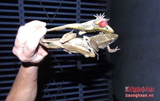 Lùng sục đi săn 