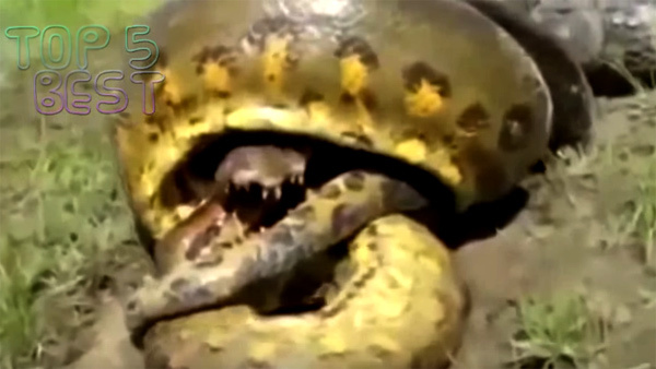 Xem rắn khổng lồ tử chiến cá sấu