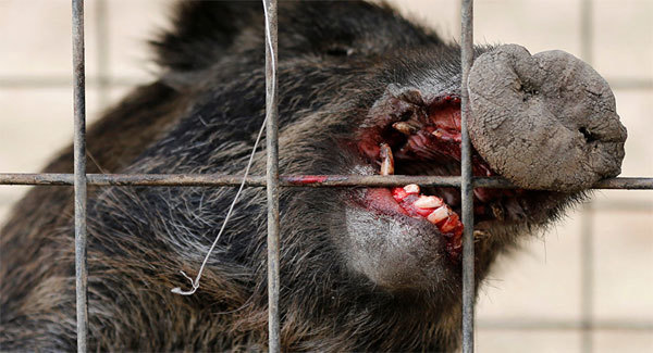 Lợn rừng nhiễm phóng xạ tấn công con người