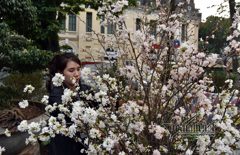 Ngắm hoa anh đào nguyên cành trước giờ mở hội