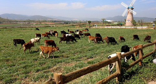 Khánh thành trang trại bò sữa Organic chuẩn châu Âu 200 tỷ