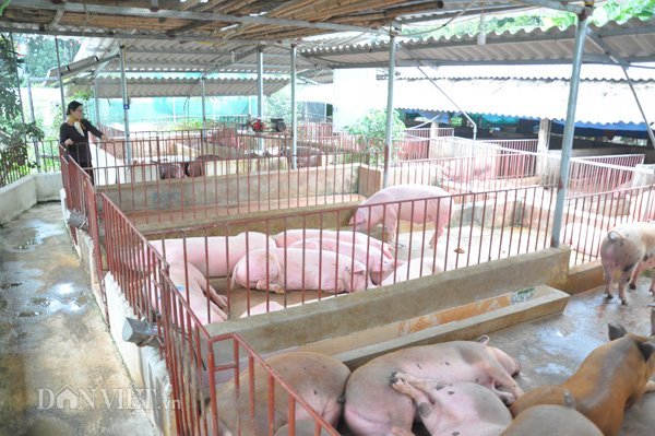 Độc chiêu: Cho lợn nghe nhạc Pháp 'hái' tiền tỷ mỗi năm