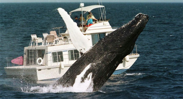 Bí ẩn cá voi lưng gù đột ngột đổ về Nam Phi
