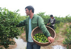 Cử nhân Ngoại thương về quê trồng chanh: Thu 1 tỷ lo cả làng cười chê