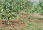 Hòa Bình: Hàng trăm cây cam bị kẻ xấu phá hoại cạo sạch vỏ