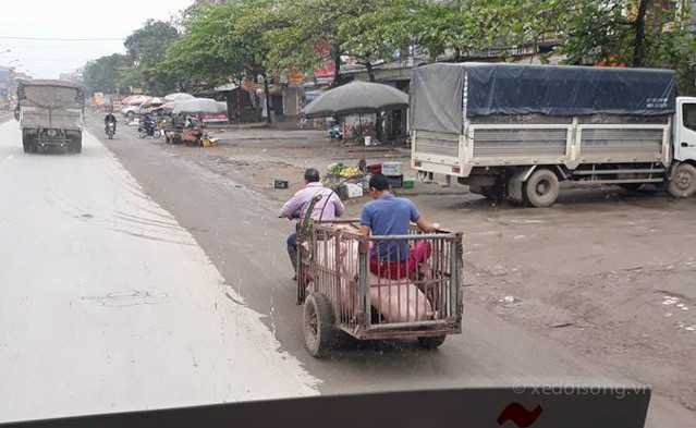 Xe máy cưỡi bò, người ngồi lên lợn