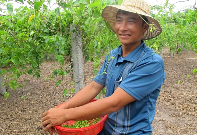 Hoa thiên lý nở trên cát, cho trăm triệu/năm