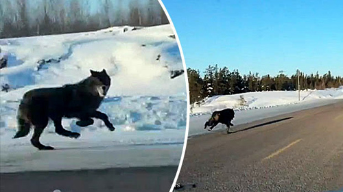 Kỳ lạ cảnh 2 con chó sói rượt đuổi ô tô cô gái trẻ trên cao tốc