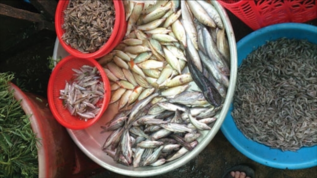 Trung Quốc lùng mua cá đồng Việt Nam