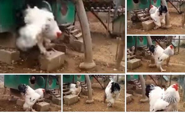 Cư dân mạng phát sốt vì chú gà 'lớn nhất thế giới'