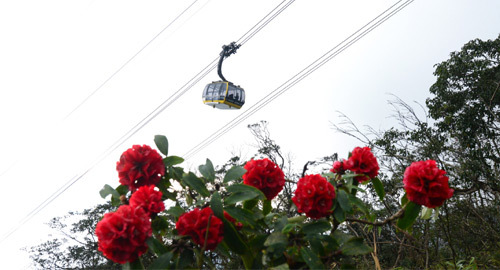 Lễ hội hoa đỗ quyên độc đáo trên đỉnh Fansipan