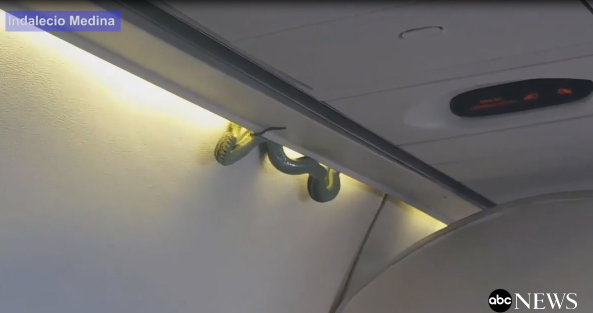 Rắn bị bỏ quên trong ngăn để hành lý trên máy bay