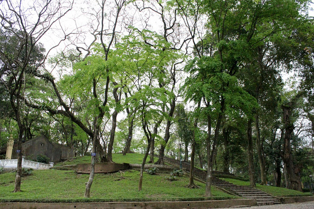 Vườn sưa đỏ bạc tỷ trên núi 'triệu đô' ở Hà Nội