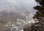 Vùng biển Chân Mây: Cá chết nhiều ở khu vực có dải nước màu vàng