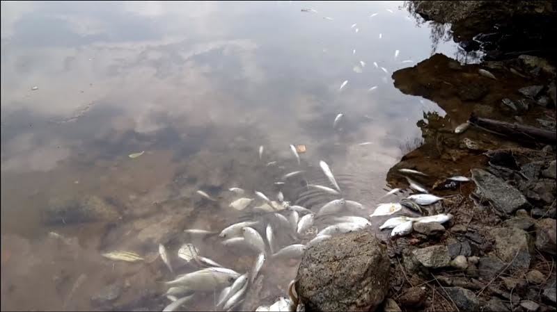 Vùng biển Chân Mây: Cá chết nhiều ở khu vực có dải nước màu vàng