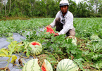 Trung Quốc ngừng mua, nông sản Việt 'vỡ trận' mất giá