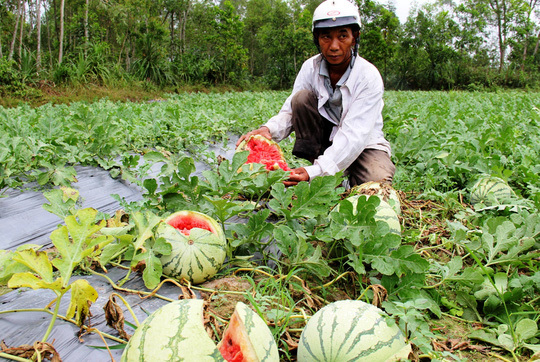 Trung Quốc ngừng mua, nông sản Việt 'vỡ trận' mất giá