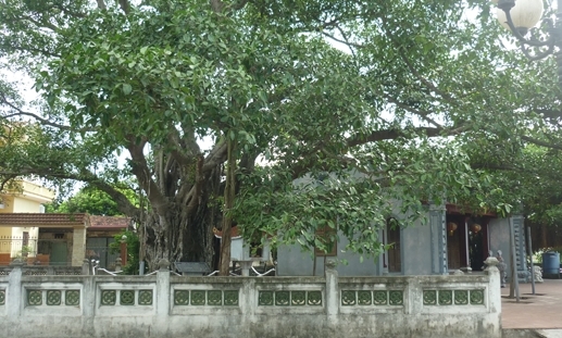 Cây đa 200 tuổi: Chứng nhân những cuộc thảm sát bi thương