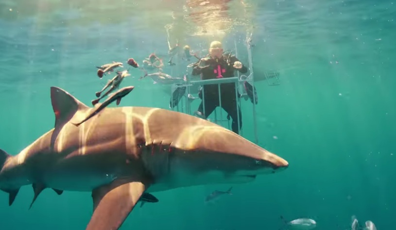 Mở hộp Galaxy S8 dưới nước trước hàm cá mập