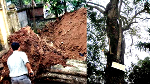 Bắc Ninh: 26 tỷ bán sưa 200 tuổi, chia tiền thế nào?