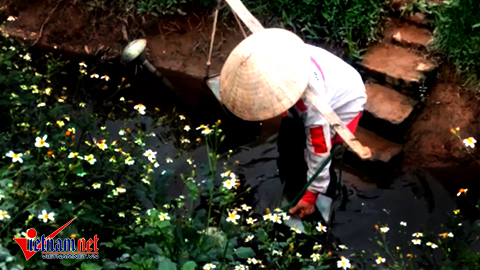 Hà Nội: Tưới rau sống bằng nước thải đen ngòm