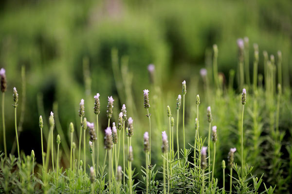 Cánh đồng hoa oải hương 1500m2 thơm ngát ở Hà Nội
