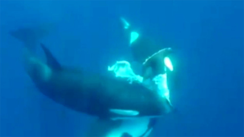 Cá voi sát thủ xé xác cá mập búa trong chớp mắt