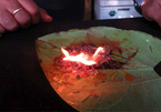 "Trầu lửa" - Món ăn kỳ lạ được người Ấn Độ ưa thích
