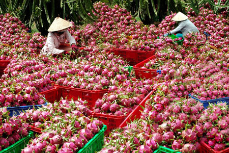 Mở rộng hạn điền: ‘Đường băng’ cho thương hiệu nông sản Việt