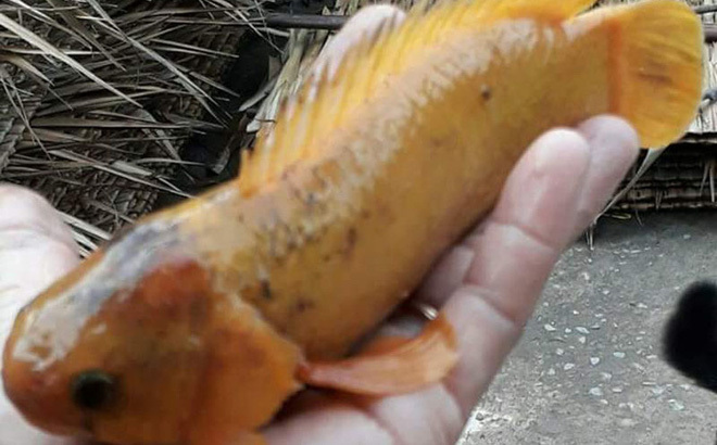 Người dân Vĩnh Long bắt được cá rô vàng óng