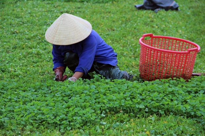 Cả xã trồng rau má, thu hàng chục tỷ đồng