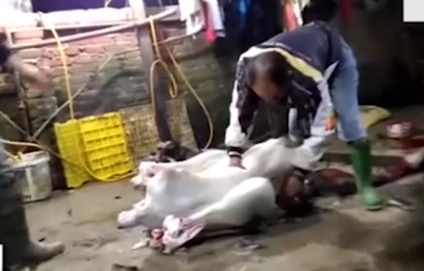 Hoảng hồn với cách chế biến thịt đà điểu theo kiểu